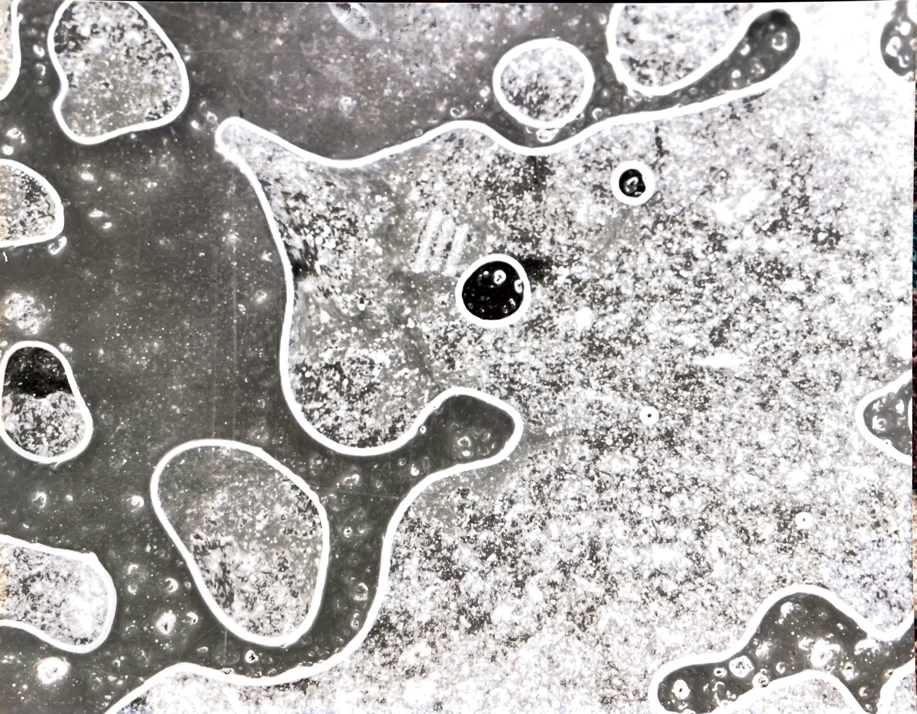 An abstract photogram of flowing cellular forms and textured residue
