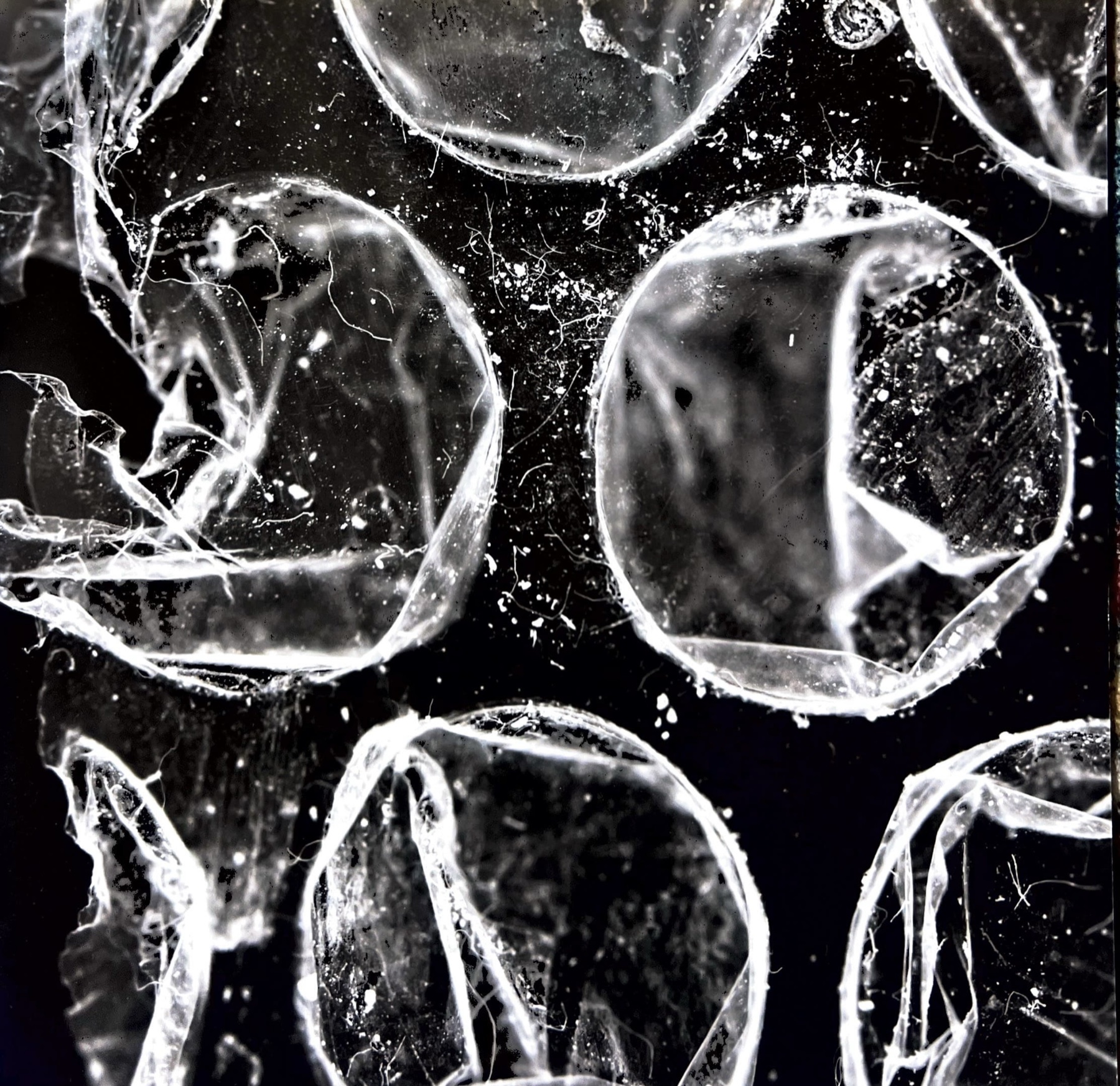 An abstract photogram of translucent loops against a dark ground
